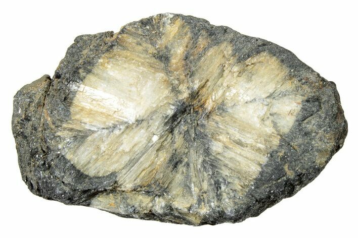 Fluorescent Chiastolite Andalusite - Kola Peninsula, Russia #244399